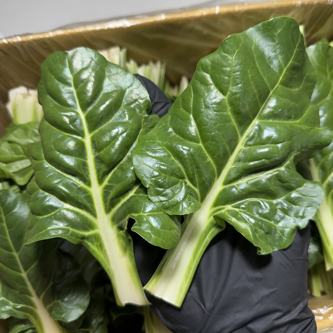 농진사 근대 쌈채소 국내산 특품, 4kg, 1개