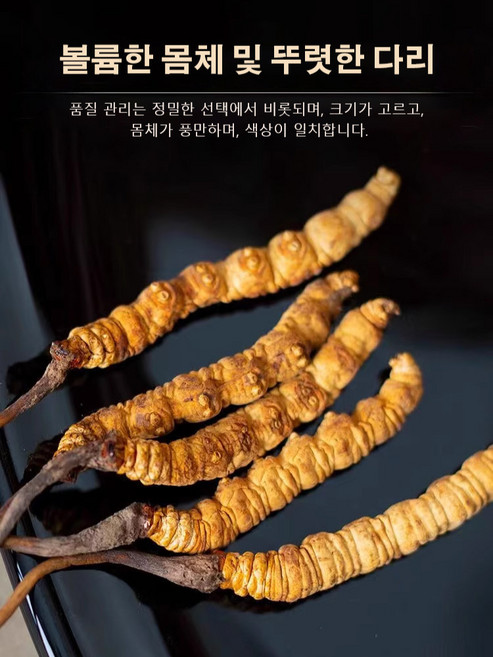 1/1+1 고급 동충하초 간 신장 기능 강화 효능 성재모 동충하초 동충하초 차, (동충하초-0.5g)x2