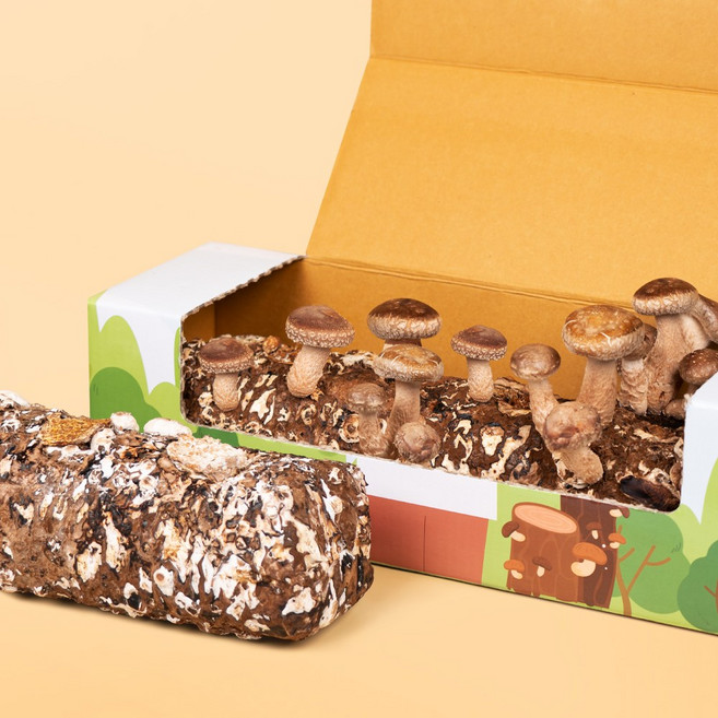 집에서 버섯키우기 솔송화버섯 키우기 키트 표고 버섯 배지, 배지만