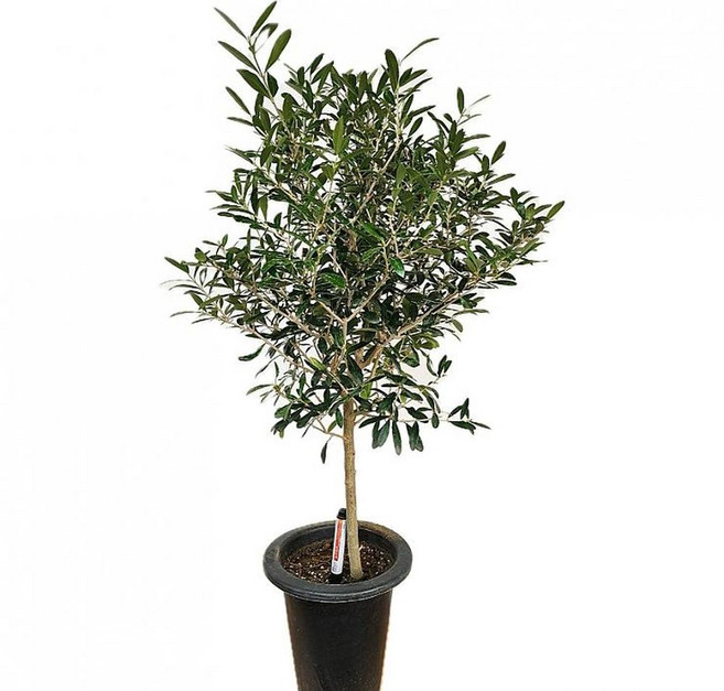 2026 공기정화 식물 외목대 올리브 대품 약90cm, 1개, 상세설명참조, 90cm
