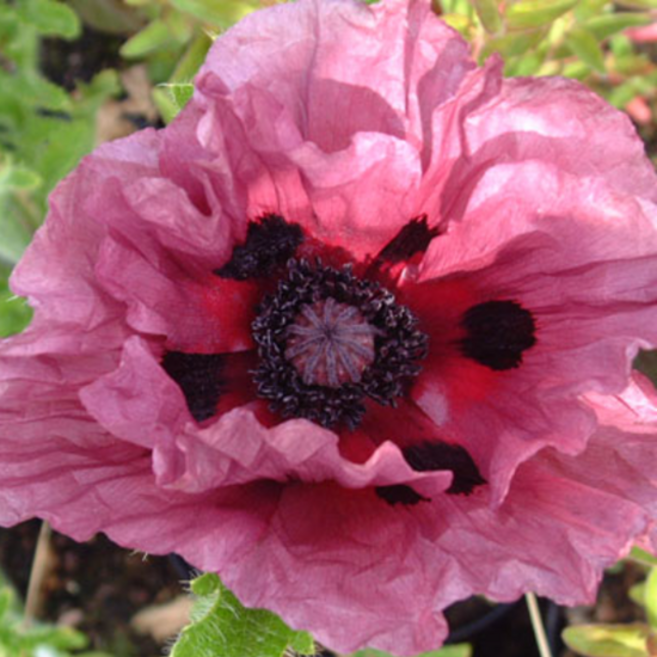 숙근양귀비 '패티플룸' [1포트] (복남이네야생화 Papaver orientale Patty's Plum 오리엔탈 포피), 1개