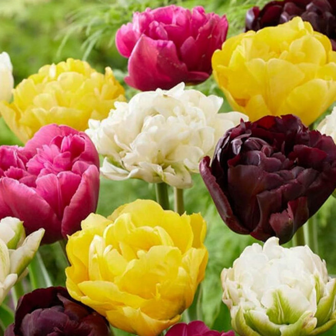 [큐가든] 튤립 구근 고급종 겹튤립 더블 15-9개 3종 혼합 세트 유럽직수입 튜울립, 9개