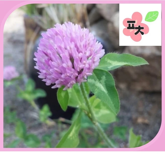 레드크로버 씨앗(5g) -붉은토끼풀 레드클로버 토끼풀 종자씨앗 꽃씨앗 채소씨앗 구근식물 야생화 약초 포천매화동농장 씨앗모음, 1개 - 쿠팡