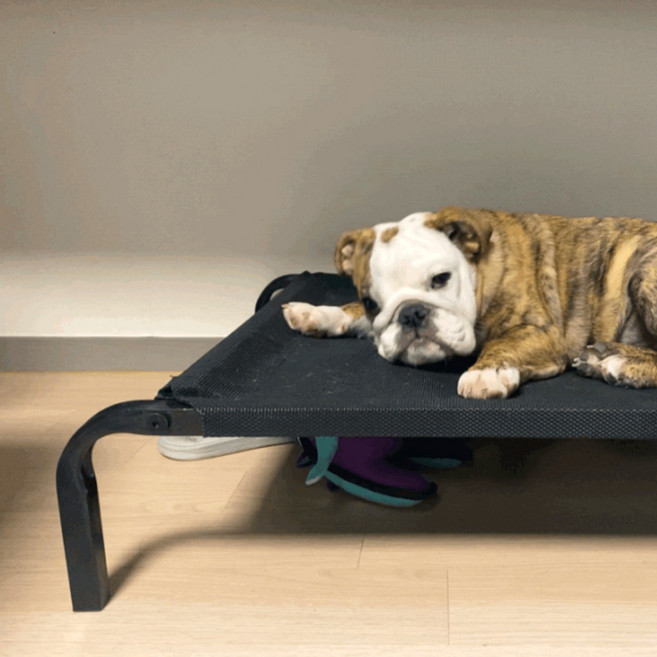 밀즈힐즈 강아지 쿨매쉬 침대 해먹 베드 방석, 1개