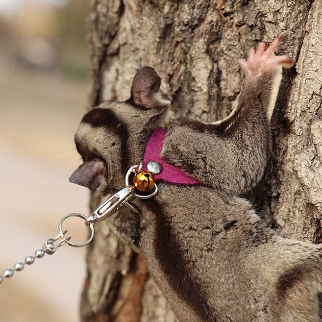 슈가 글라이더 키우기 꿀 가방 견인 로프 옷 나가다 로프 꿀 특수 다람쥐 분양 포치, 레드, 1개