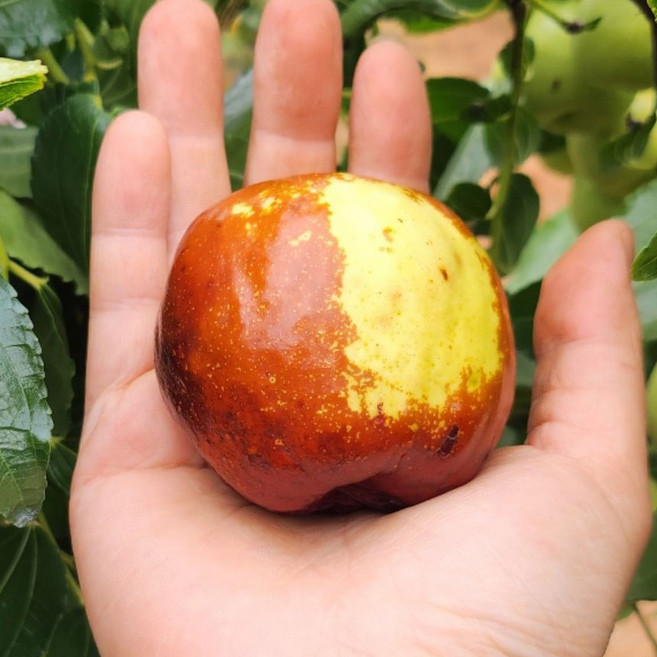 트리풀농원 대추나무 묘목 사과대추나무 1년생 특묘, 1개