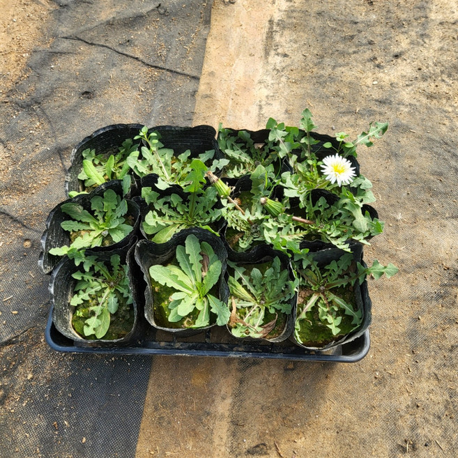 [무 배] 흰 민들레 모종 1판(12개 1판) 2026 새상품, 1개