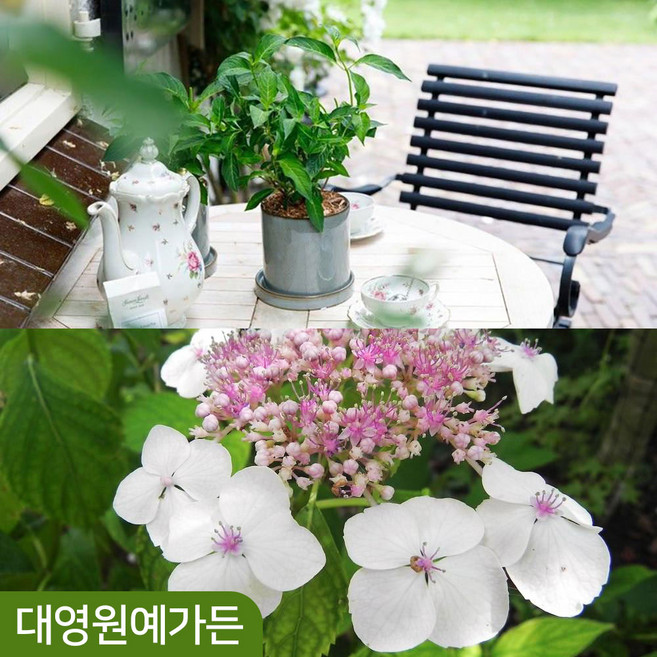 차수국 하이드랜티아 여름꽃 정원수 산수국, 차수국 DT포트 (키30cm이상), 1개