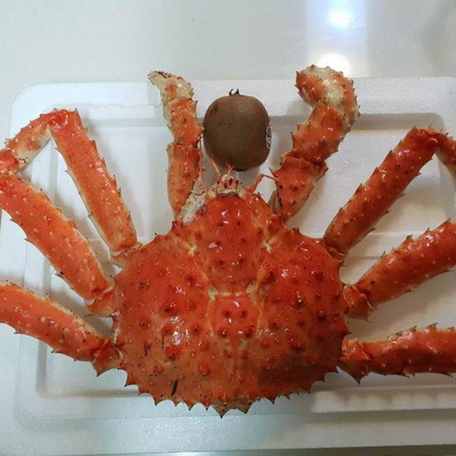 마켓천사 수율80~90% 활 선어 자숙 블루 레드 러시아 킹크랩, 1세트, 자숙2kg