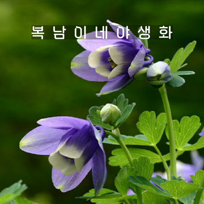 하늘매발톱 [3개 복남이네야생화 모종 아퀼레기아 aquilegia], 3개
