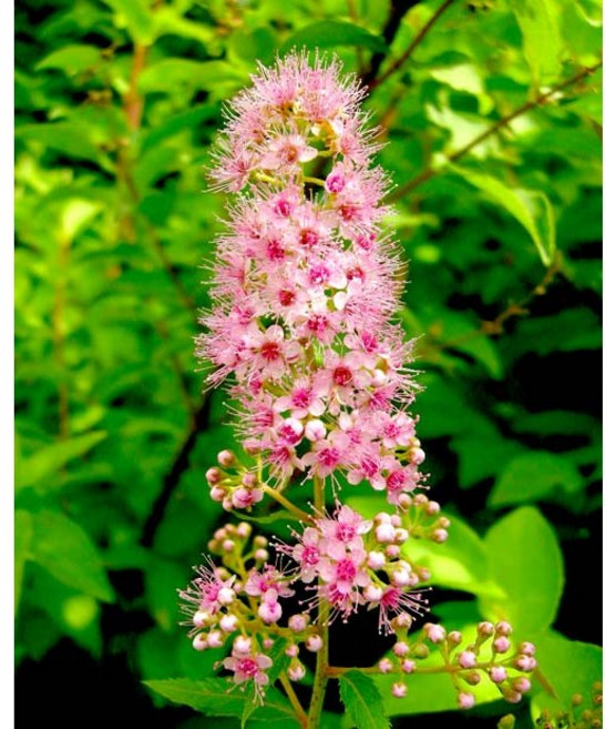 꼬리조팝나무 씨앗 1kg 야생화씨앗 산림종자, 1개