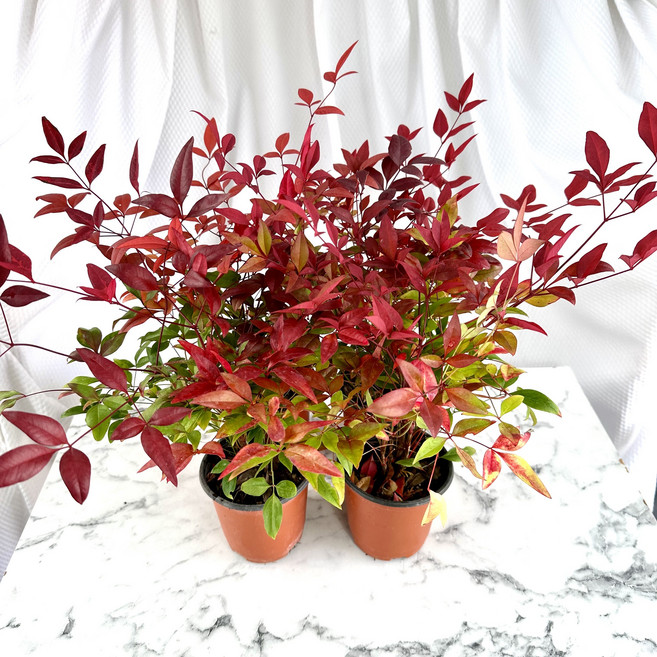 남천모종 예쁜단풍 3+1, 4개