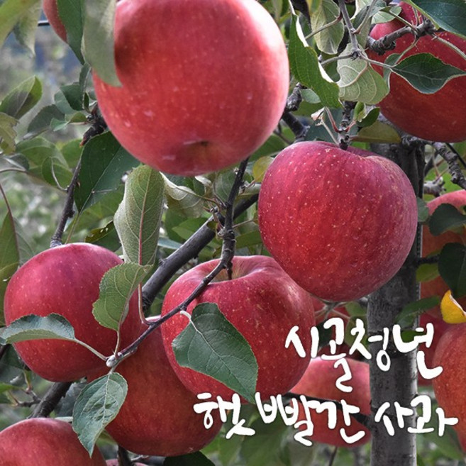 농부직송 고당도 꿀사과 햇부사, 1개, 5kg 가정용 흠집 한입과