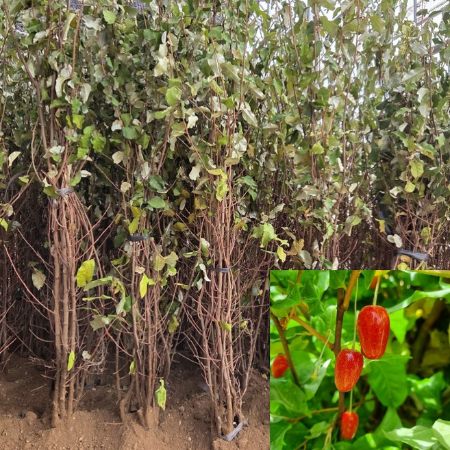 [모든원예조경] 왕보리수나무 (삽목2년생) 특묘 보리수묘목, 1개