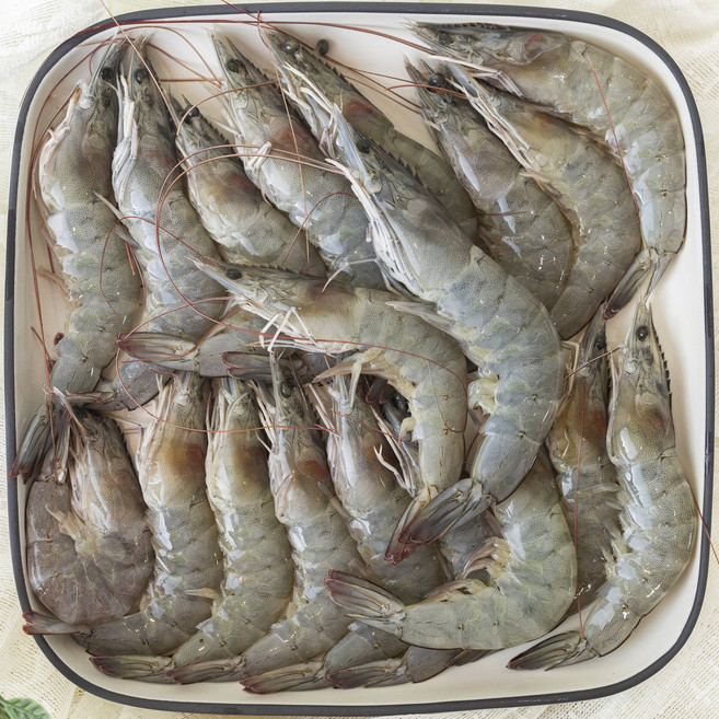 프리미엄 유산균 먹여 키운 바로 잡아 보내는 양식장 직송 여수 청년의 활새우 흰다리새우 왕새우 생새우, 새우(40미내외), 1개, 1kg