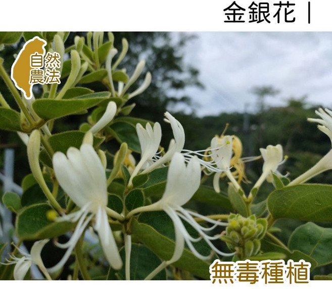 薇拉香草工坊 金銀花純露 清新花香 無毒種植, 1件, 100ml