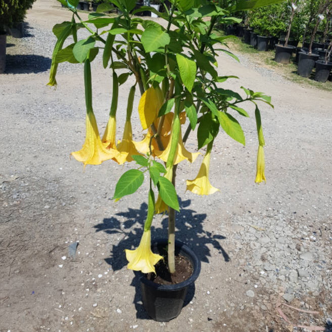 [용이네 화원] 천사의나팔 노랑 핑크 흰색 중 랜덤 발송 농원 199, 1개