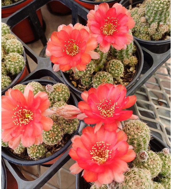 행복한꽃순이/짱짱한왕백단선인장, 1개