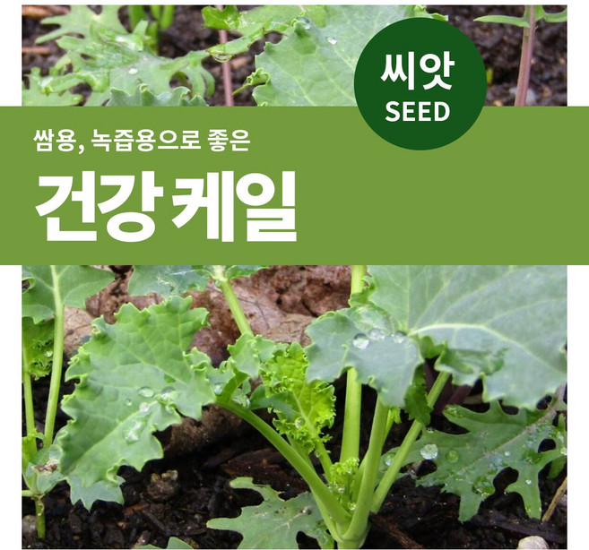 마이플랜트 건강 케일 씨앗 500립, 1개