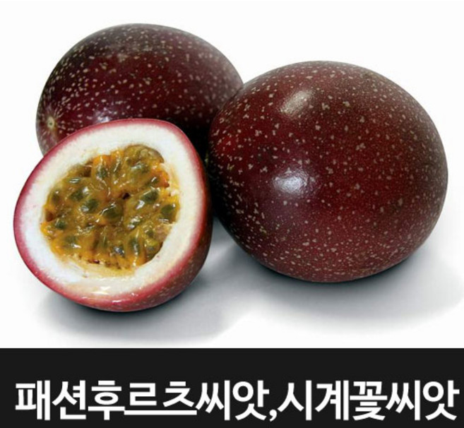 패션 후르츠 씨앗 시계꽃 종자 패션플루트 씨 10알, 99999세트