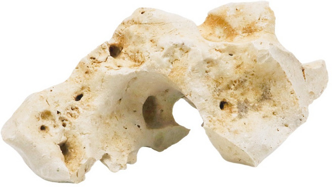 미미네아쿠아 어항꾸미기 리얼 해구석 1kg, 1개