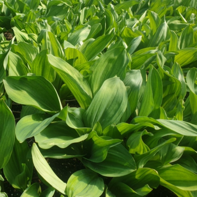 [산지직송]강원도 명이나물 알싸한 산마늘 명이나물 잎명이, 1kg, 1박스