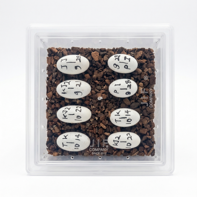 JIF 파충류 알부화통 소사이즈, 1개, 반투명흰색