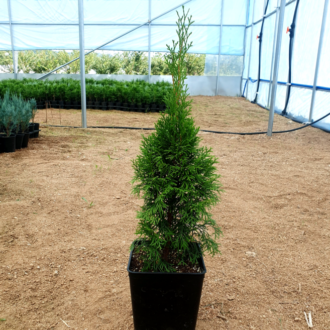 에메랄드그린 50cm 화분묘, 1개, 50cm전후