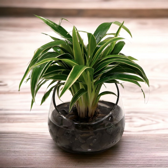 미미네아쿠아 수경 나비란 만들기 DIY, 1개