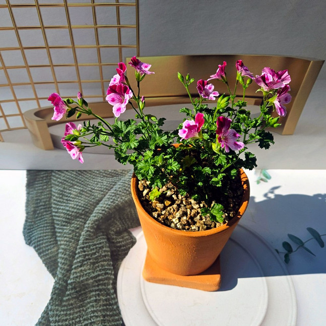 이랑 국내산 토기 자기 받침세트와 랜디제라늄 - 페라고늄랜디 화려한꽃 다양한활용