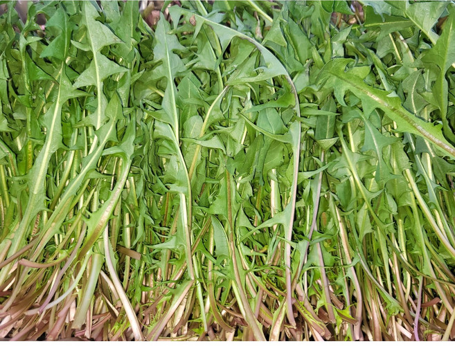 국내산 생 민들레잎 나물 2kg, 1박스