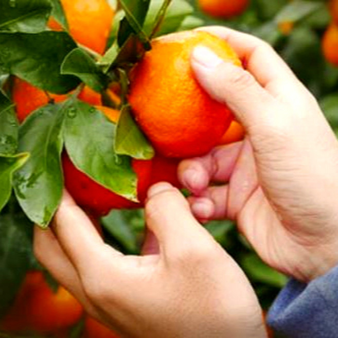 제주타이벡 제주감귤 타이백감귤, 1개, 로얄과 3KG