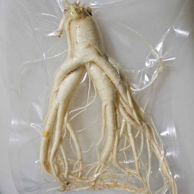 6년근 5년근 풍기인삼 특대굵기 인삼주 담금용 한뿌리 150g 이상 무료세척 진공포장 한보인삼사, 3세트