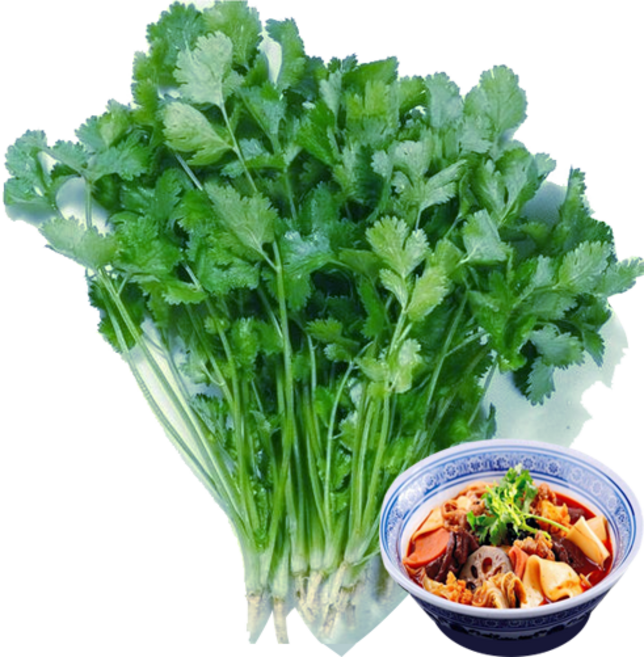 홍홍 중국식품 싱싱한 당일수확 고수, 1개, 300g