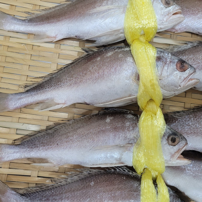 긴가이석태 침조기 침굴비 엮거리 1.6Kg이상 10미 24-26cm, 1.6kg(10미)24-26cm, 1개, 1.6kg