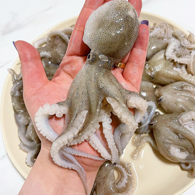 국산 활 주꾸미 쭈꾸미 샤브샤브, 1박스, 주꾸미 1kg