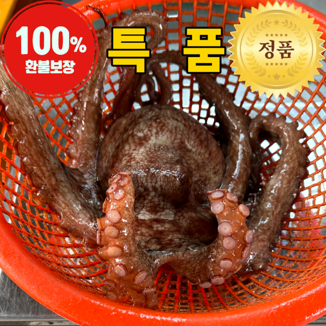 9위 - 산지직송 국산 활 돌문어, 1박스, 1kg 1-4미