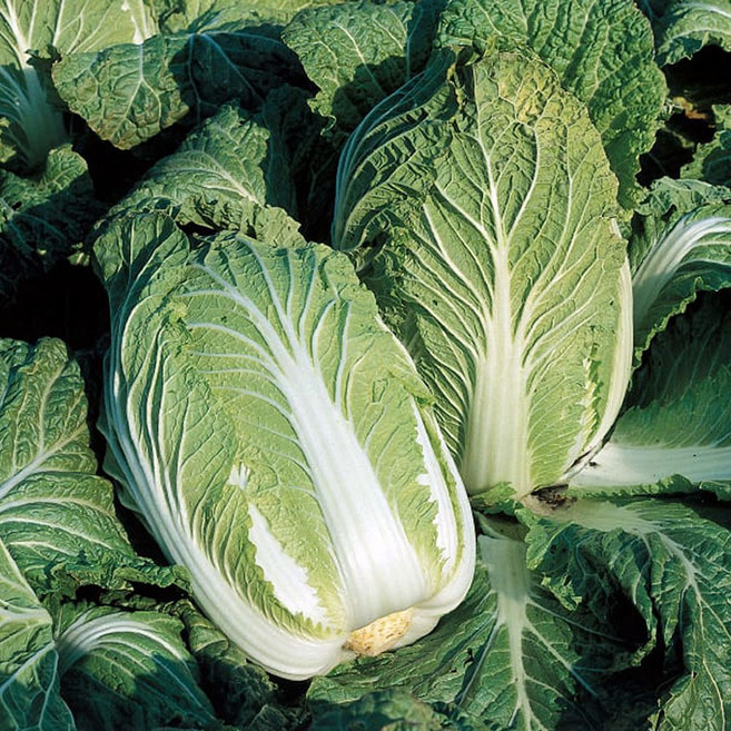 강원도 고랭지 배추 해남 강원도 통배추 강원도 생배추 김장배추 강원도배추 김장용배추, 1개, 2.1kg