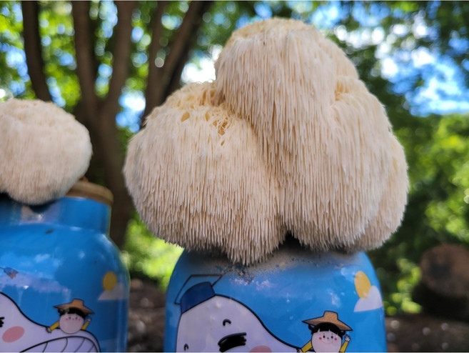 쑥쑥 버섯박사 버섯키우기 재배 키트 느타리버섯 노루궁뎅이, 쑥쑥 노루궁뎅이버섯 종균, 1개