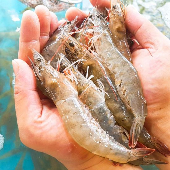 [해동찬가] 갓 잡아 산지 직송하는 국내산 활새우 1kg 35~40미내외, 1개, 1000