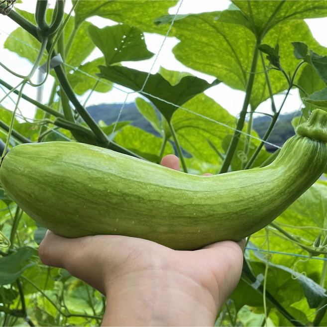 산비얄팜 강원도 화천 애호박 [못난이] 당일수확 산지직송 1박스 8kg (20개)