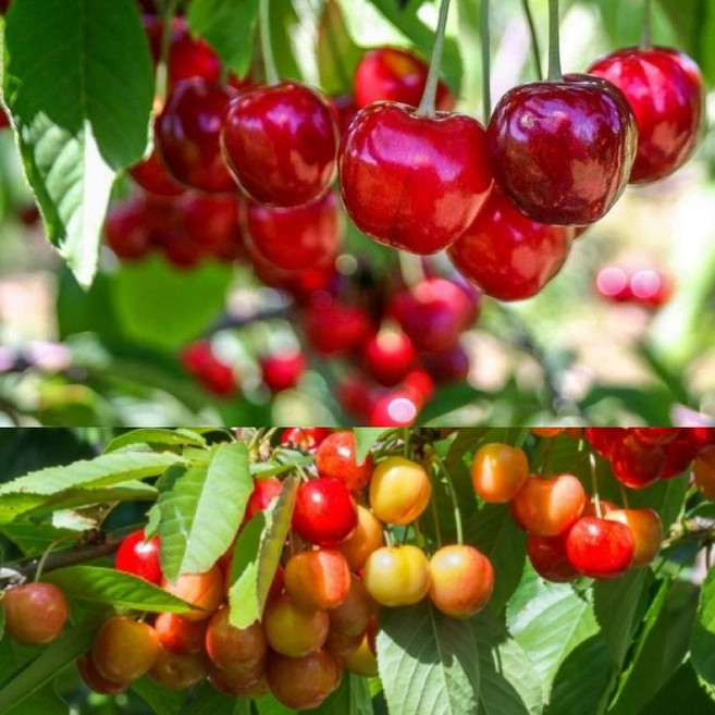 칠레체리 쉘라와 미국체리 레이니어 세트 / 수분수 세트 총 2주, 2개, 나무색