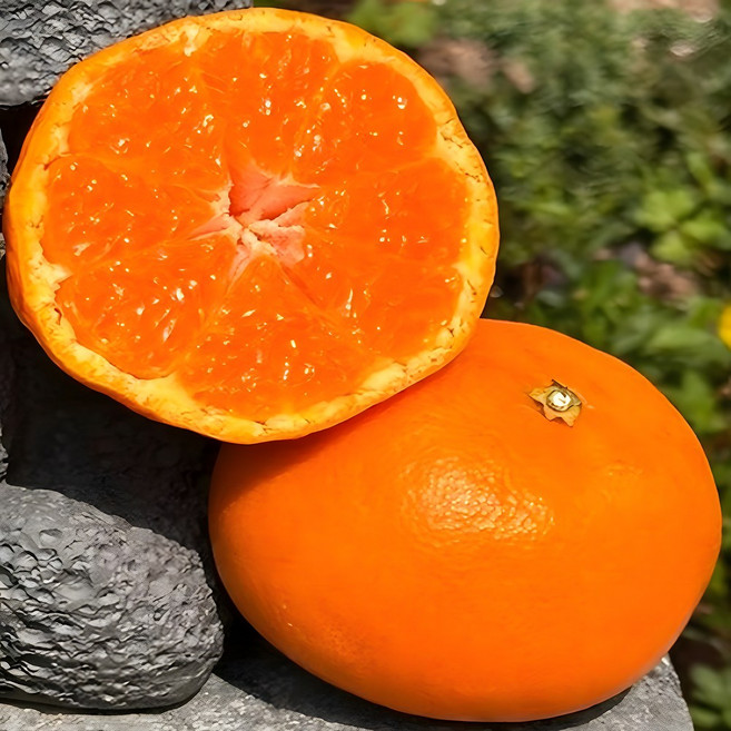 [초고당도]프리미엄 제주 천혜향 제주직송, 1개, 3kg