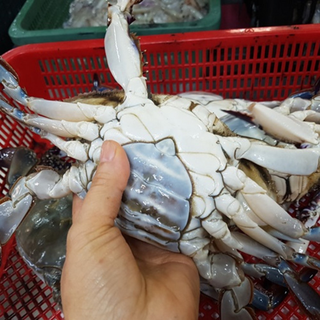 장이 꽉찬 봄 암 꽃게 1kg 서해안산 냉동 꽃개 싱싱해몰, 1개, 냉동봄암꽃게1kg,(5~6미)