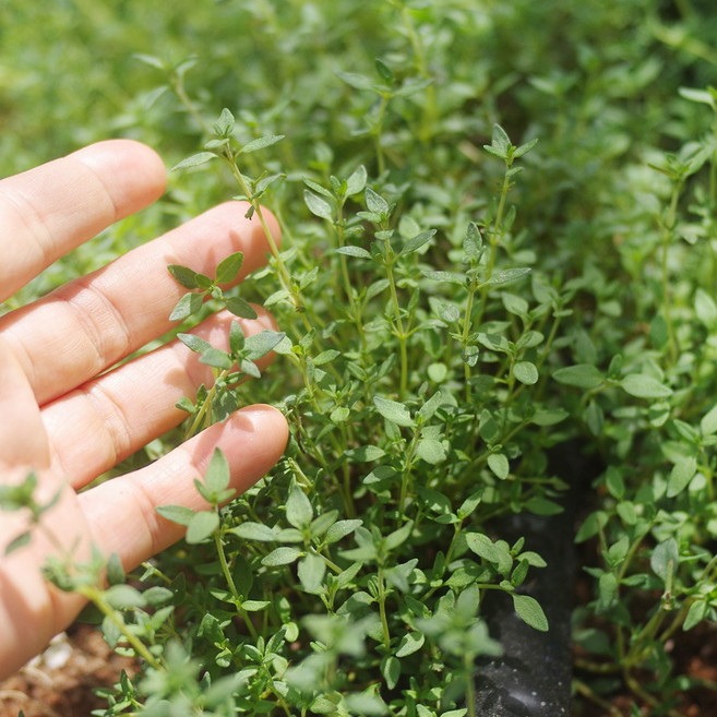 타임 Thyme 1팩 10g 커먼타임 백리향 생잎 허브 향신료, 1개