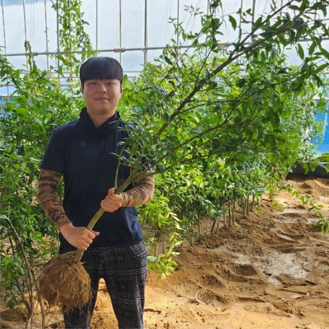 슈퍼 석류나무 묘목 5년 R3-4분묘 왕석류, 슈퍼 석류나무 묘목 결실주 5년 R3-4분묘