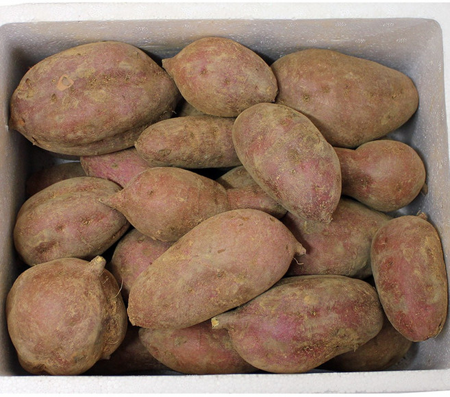 2025년 강화도 속노란 고구마 호풍미 4kg _특상크기 혼합, 1개