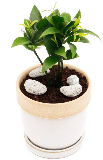 아침향기 공기정화식물 도토리화분 40종, 도토리 그레이 죽백, 1개