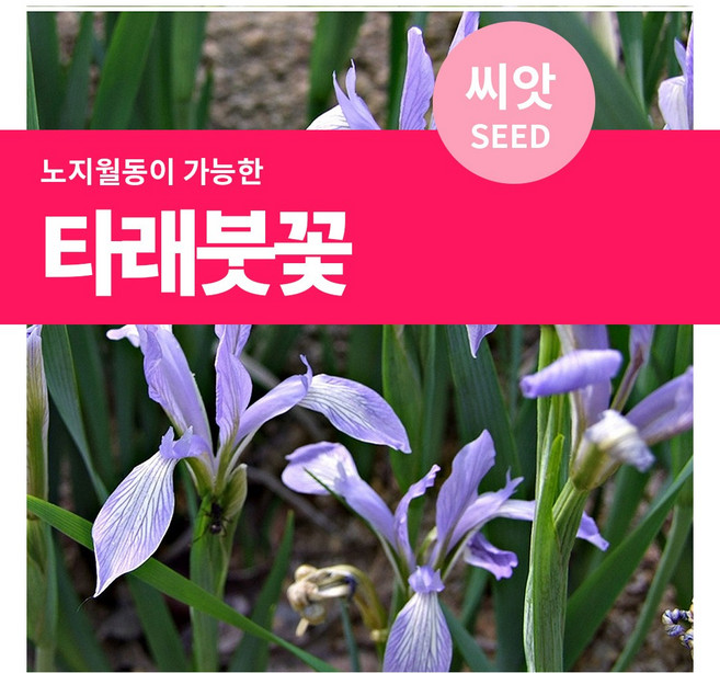 마이플랜트 타래붓꽃 꽃씨 씨앗 2g, 1개