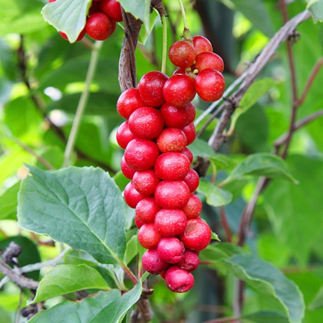 문경 오미자 생과 열매 당절임 5kg 10kg 2025년 수확, 오미자당절임6kg(오미자3kg＋설탕3kg)